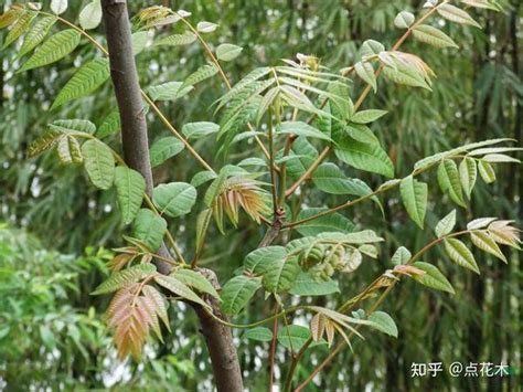 香椿树的种植|蔬菜种植｜香椿种植的小技